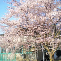 Cherry blossom at our plant